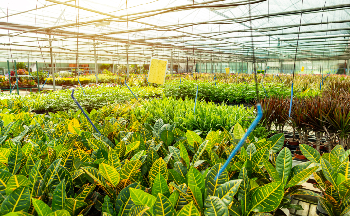 Indoor Houseplants