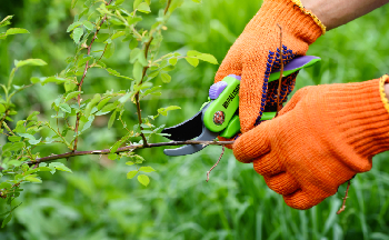 Rose pruning