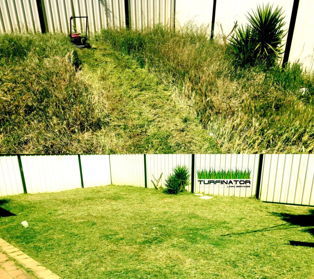 Synthetic Lawn